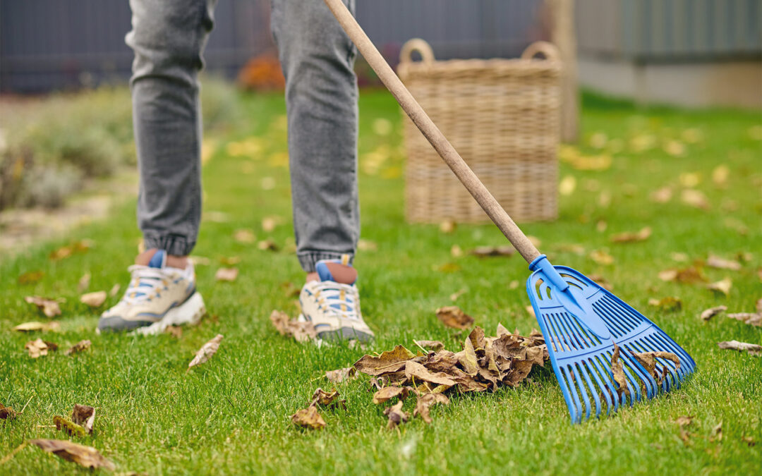 Les astuces pour une pelouse verte et dense : entretien saisonnier et sans mauvaise herbe